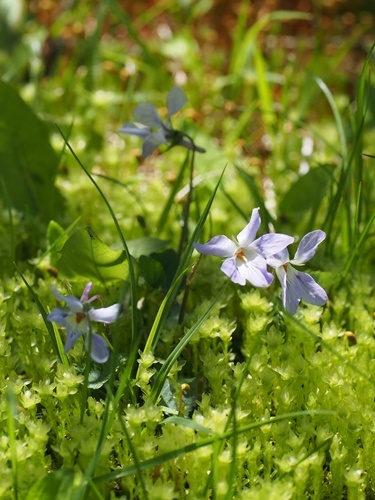 タチツボスミレ