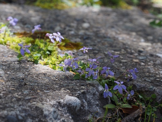 タチツボスミレ