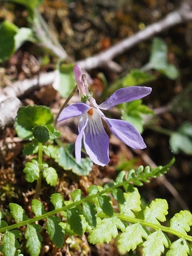 タチツボスミレ