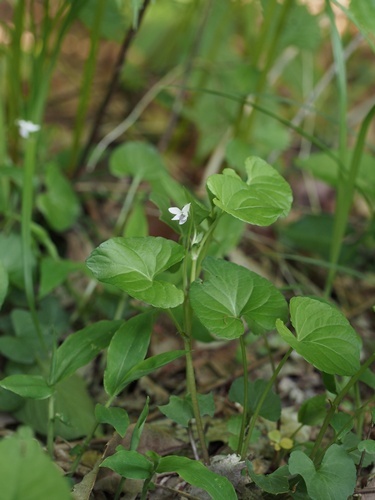 �j���C�X�~��