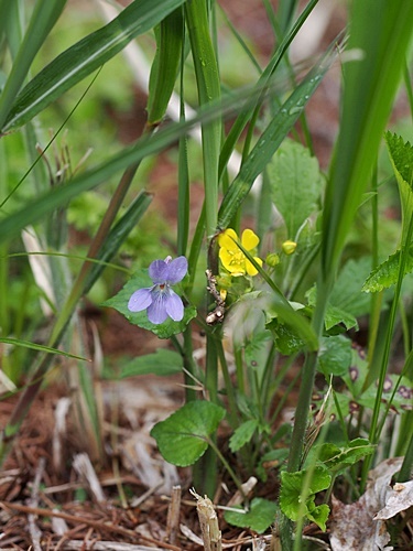 タチツボスミレ