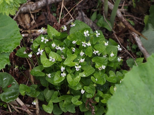 �j���C�X�~��