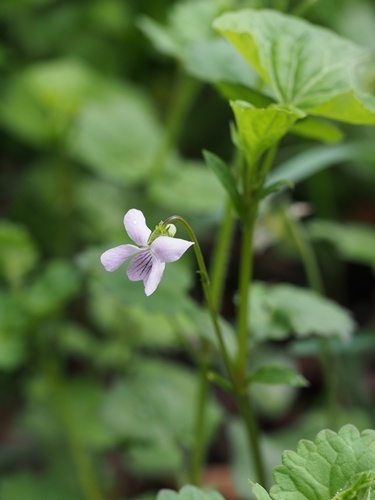 �j���C�X�~��