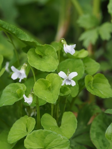 �j���C�X�~��