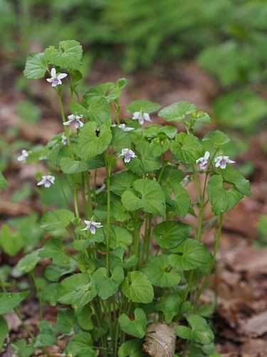 �j���C�X�~��