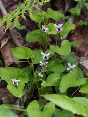 �j���C�X�~��