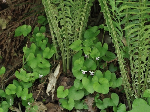 �j���C�X�~��