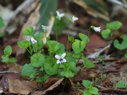 �j���C�X�~��