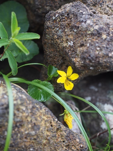 �L�o�i�m�R�}�m�c��