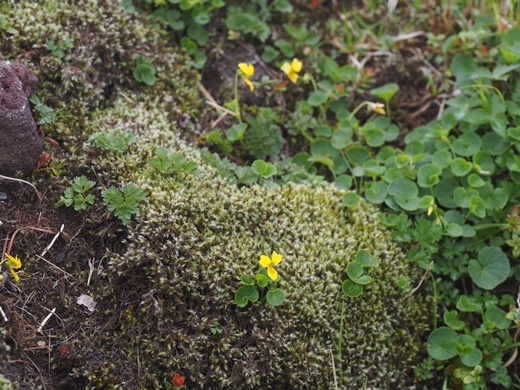 �L�o�i�m�R�}�m�c��