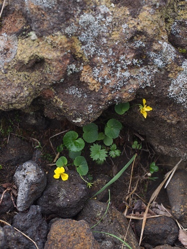 �L�o�i�m�R�}�m�c��