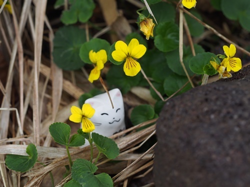 �L�o�i�m�R�}�m�c��