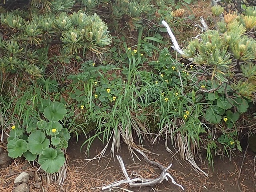 �L�o�i�m�R�}�m�c��