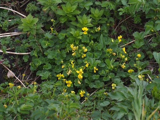 �L�o�i�m�R�}�m�c��