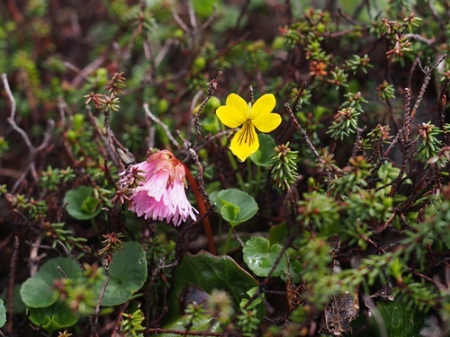 �L�o�i�m�R�}�m�c��