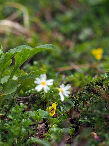 �L�o�i�m�R�}�m�c��