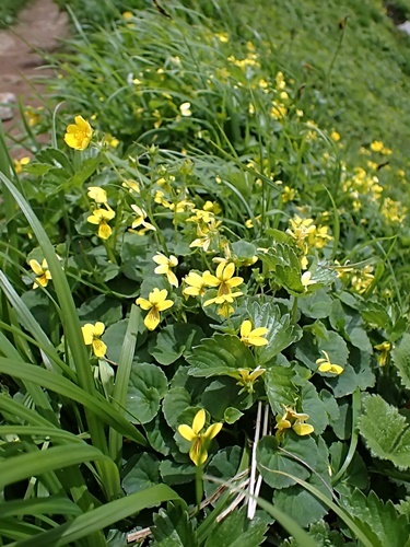 �L�o�i�m�R�}�m�c��