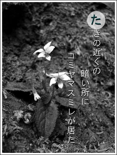 16ta110426018komiyama2.jpg