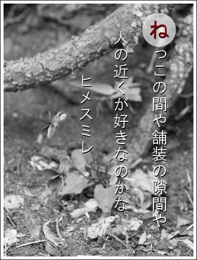 20ne150419108hime2.jpg