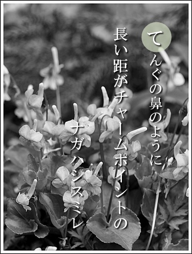 35te160420132nagahasi2.jpg