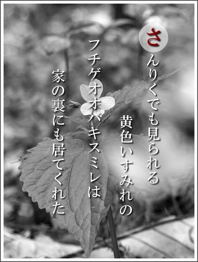 37sa060429003hutige2.jpg
