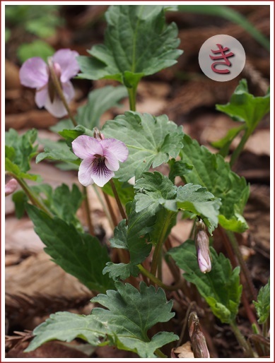 38ki140415090suwa.jpg