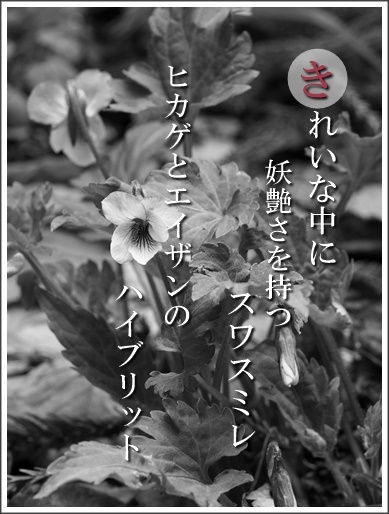 38ki140415090suwa2.jpg