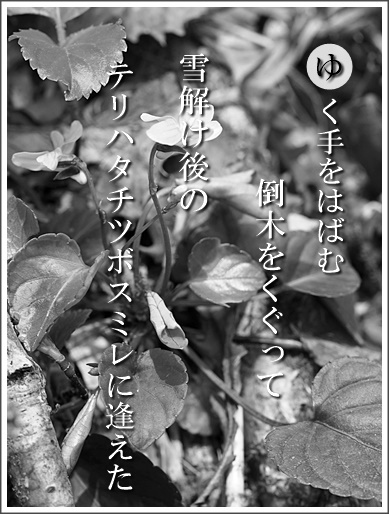 39yu140529070terihatati2.jpg