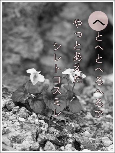 6he140709084siretoko2.jpg