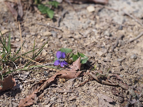 170405082papiri.jpg