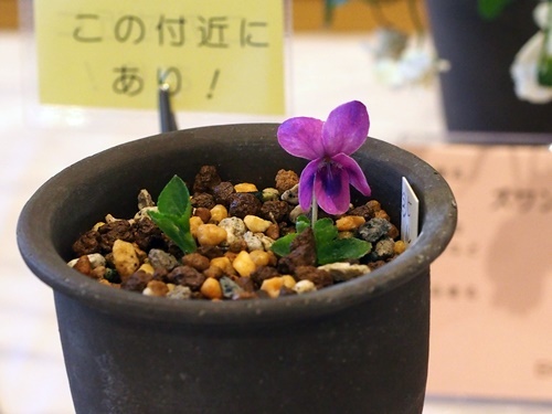 170405097violahilta.jpg