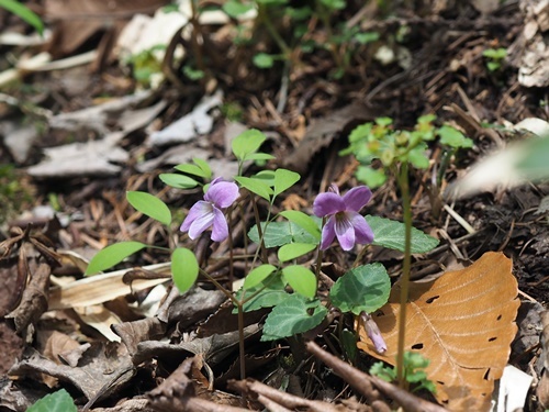 170419052huji-engosaku-nekonome-plan.jpg