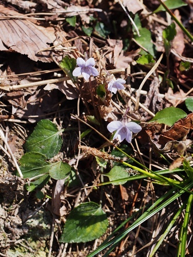 170422027s.jpg