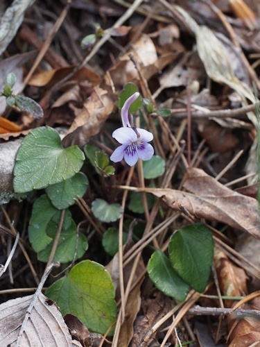 170423014awagatake.jpg