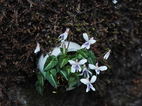 170519259yakusimamiyama.jpg