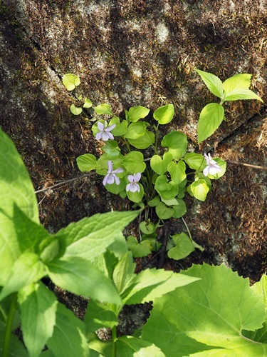 170625003ootatitubo.jpg