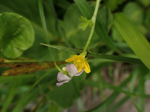170626179turukitunenobotan.jpg