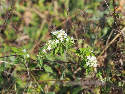 171026001otokoesi.jpg