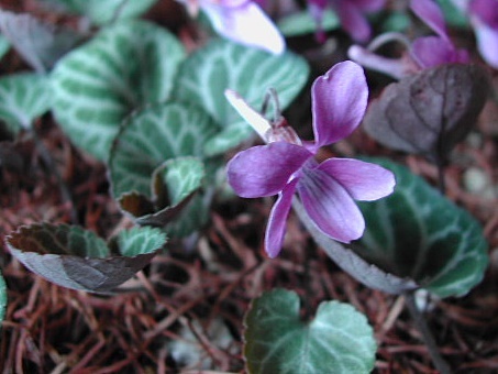 030404huirigen.jpg