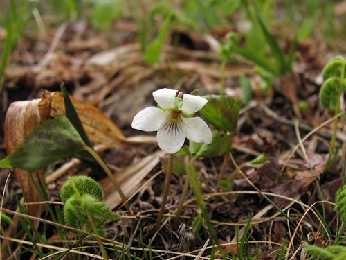 050515059himesai.jpg