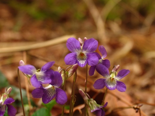 060415000nioit16.jpg