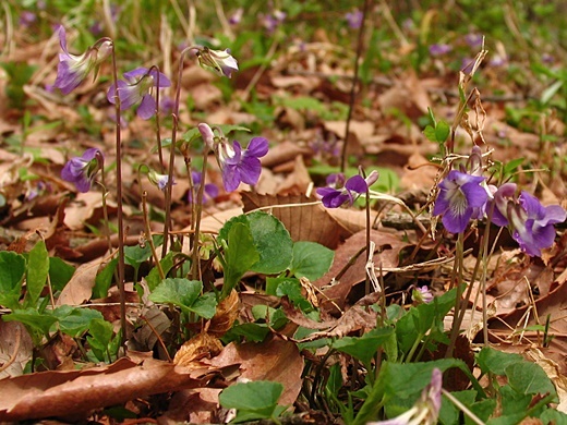 060415000nioitati.jpg