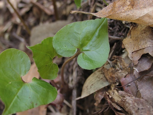 060422013usubasaisin-ha.jpg