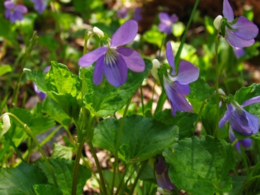 060509004ootati.jpg