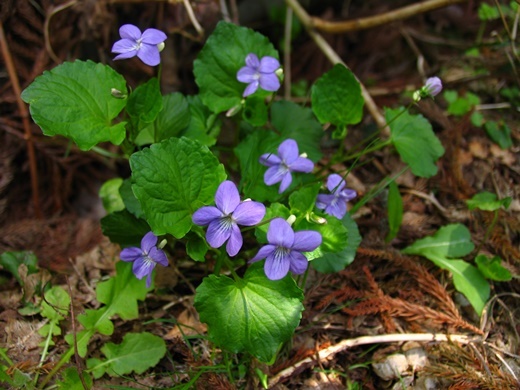 060509052ootati.jpg