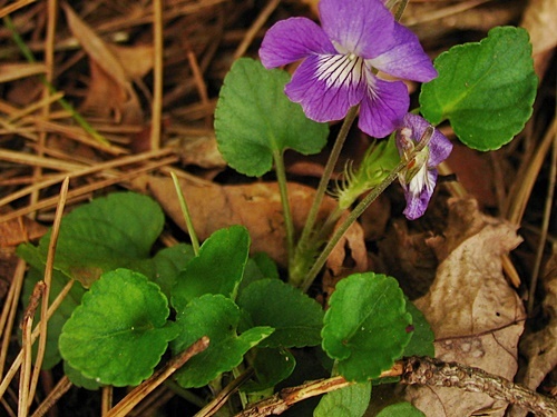 070524020nioitati-ha.jpg
