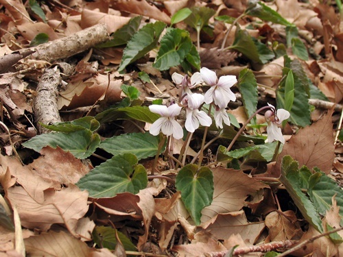100401055nagasai.jpg