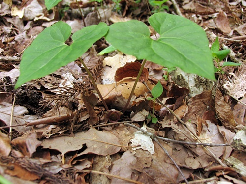 100509014usubasaisin.jpg