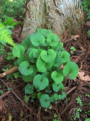 100603026aoi-natuba.jpg