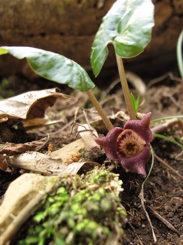 110418015usubasaisin-hana.jpg